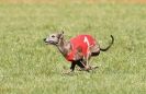 Image 48 in B. S .F .A MARCH 2012 THE WHIPPETS.