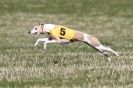 Image 6 in B. S .F .A MARCH 2012 THE WHIPPETS.