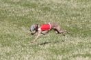 Image 8 in B. S .F .A MARCH 2012 THE WHIPPETS.