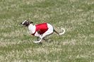 Image 9 in B. S .F .A MARCH 2012 THE WHIPPETS.