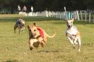Image 20 in HONEYHILLS AUTUMN OPEN 23 OCT 2011