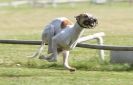 Image 1 in HARVEL CLUB RACING ( WHIPPETS ) 18 SEPT 2011