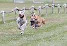 Image 11 in HARVEL CLUB RACING ( WHIPPETS ) 18 SEPT 2011