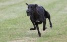 Image 12 in HARVEL CLUB RACING ( WHIPPETS ) 18 SEPT 2011