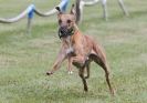 Image 14 in HARVEL CLUB RACING ( WHIPPETS ) 18 SEPT 2011