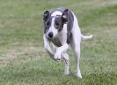 Image 15 in HARVEL CLUB RACING ( WHIPPETS ) 18 SEPT 2011