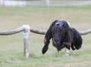 Image 16 in HARVEL CLUB RACING ( WHIPPETS ) 18 SEPT 2011