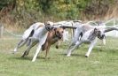 Image 18 in HARVEL CLUB RACING ( WHIPPETS ) 18 SEPT 2011