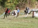 Image 22 in HARVEL CLUB RACING ( WHIPPETS ) 18 SEPT 2011