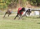Image 23 in HARVEL CLUB RACING ( WHIPPETS ) 18 SEPT 2011