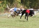 Image 27 in HARVEL CLUB RACING ( WHIPPETS ) 18 SEPT 2011