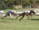 Image 28 in HARVEL CLUB RACING ( WHIPPETS ) 18 SEPT 2011