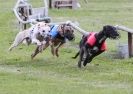 Image 3 in HARVEL CLUB RACING ( WHIPPETS ) 18 SEPT 2011