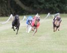 Image 35 in HARVEL CLUB RACING ( WHIPPETS ) 18 SEPT 2011