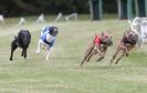 Image 36 in HARVEL CLUB RACING ( WHIPPETS ) 18 SEPT 2011