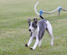 Image 5 in HARVEL CLUB RACING ( WHIPPETS ) 18 SEPT 2011