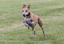 Image 6 in HARVEL CLUB RACING ( WHIPPETS ) 18 SEPT 2011