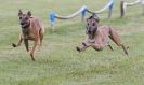 Image 7 in HARVEL CLUB RACING ( WHIPPETS ) 18 SEPT 2011