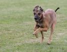 Image 8 in HARVEL CLUB RACING ( WHIPPETS ) 18 SEPT 2011