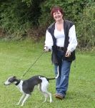 Image 9 in HARVEL CLUB RACING ( WHIPPETS ) 18 SEPT 2011