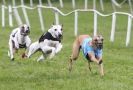 HONEY HILLS OPEN (WHIPPET RACING) MAY 2011