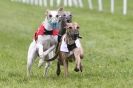 Image 10 in HONEY HILLS OPEN (WHIPPET RACING) MAY 2011