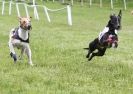 Image 12 in HONEY HILLS OPEN (WHIPPET RACING) MAY 2011