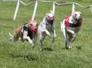 Image 21 in HONEY HILLS OPEN (WHIPPET RACING) MAY 2011