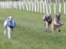 Image 25 in HONEY HILLS OPEN (WHIPPET RACING) MAY 2011