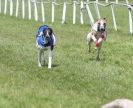 Image 26 in HONEY HILLS OPEN (WHIPPET RACING) MAY 2011