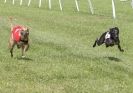 Image 29 in HONEY HILLS OPEN (WHIPPET RACING) MAY 2011