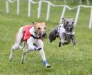 Image 3 in HONEY HILLS OPEN (WHIPPET RACING) MAY 2011