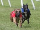 Image 31 in HONEY HILLS OPEN (WHIPPET RACING) MAY 2011