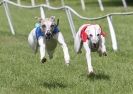 Image 33 in HONEY HILLS OPEN (WHIPPET RACING) MAY 2011