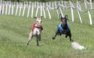 Image 34 in HONEY HILLS OPEN (WHIPPET RACING) MAY 2011