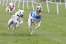 Image 4 in HONEY HILLS OPEN (WHIPPET RACING) MAY 2011