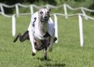 Image 44 in HONEY HILLS OPEN (WHIPPET RACING) MAY 2011