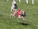 Image 45 in HONEY HILLS OPEN (WHIPPET RACING) MAY 2011