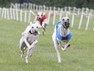 Image 51 in HONEY HILLS OPEN (WHIPPET RACING) MAY 2011