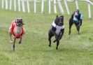 Image 6 in HONEY HILLS OPEN (WHIPPET RACING) MAY 2011