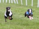 Image 8 in HONEY HILLS OPEN (WHIPPET RACING) MAY 2011