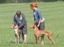 Image 17 in BSFA  APRIL  2011   WHIPPETS AND A PHAROAH HOUND
