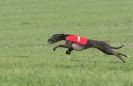 Image 31 in BSFA APRIL 2011 WHIPPETS AND A PHAROAH HOUND