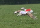 Image 32 in BSFA APRIL 2011 WHIPPETS AND A PHAROAH HOUND
