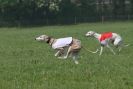 Image 33 in BSFA APRIL 2011 WHIPPETS AND A PHAROAH HOUND