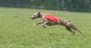 Image 35 in BSFA APRIL 2011 WHIPPETS AND A PHAROAH HOUND