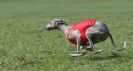 Image 38 in BSFA APRIL 2011 WHIPPETS AND A PHAROAH HOUND