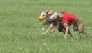 Image 40 in BSFA APRIL 2011 WHIPPETS AND A PHAROAH HOUND