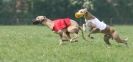 Image 41 in BSFA APRIL 2011 WHIPPETS AND A PHAROAH HOUND