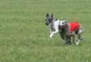 Image 42 in BSFA APRIL 2011 WHIPPETS AND A PHAROAH HOUND
